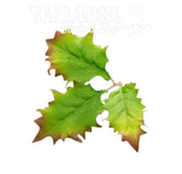 NOVRITSCH - Leaf Camo LC5 - Willow